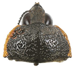 Temognatha flavocincta, PL3582, dead non-emerged adult, SE